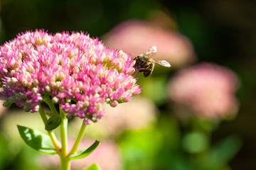 Biene beim Pollen sammeln