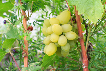 Bunch of ripe white grapes on a bush