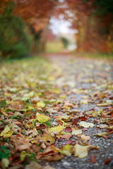 Beautiful autumn wallpaper 