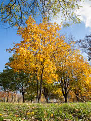 Trees with yellow and green leaves in the park