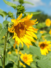 Sunflowers in field with cloudy blue sky background