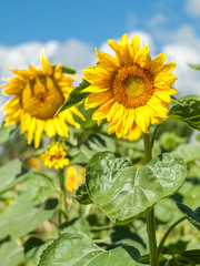 Sunflowers in field with cloudy blue sky background
