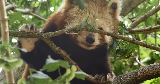 Endangered species Red panda also known as the lesser panda or red bear-cat