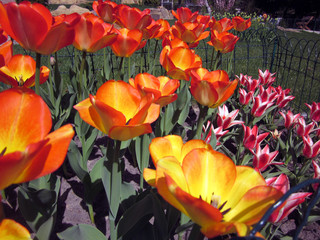 Obraz na płótnie Canvas Tulips in the park