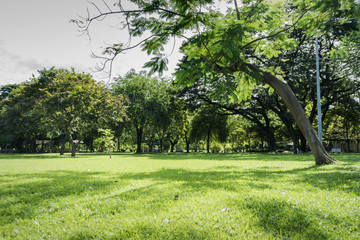 Image of green garden background in the park