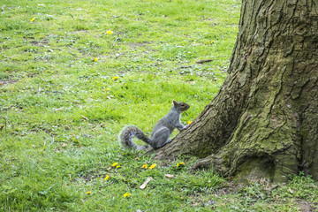 squirrel in the park in Leamington