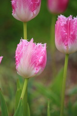 Tulpen