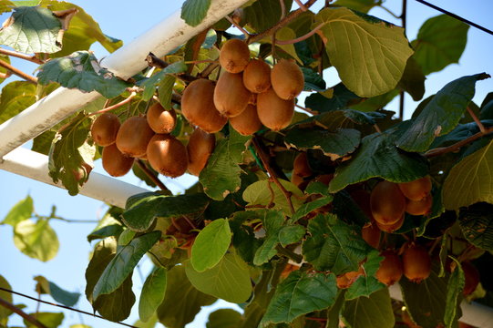 Kiwis (Actinidia)