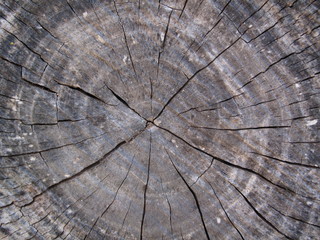 tronco