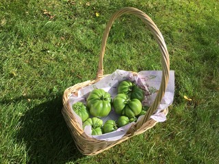 Basket of green tomatoes - 170280689