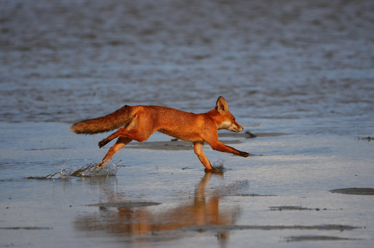 Fuchs bei der Jagt im Lauf