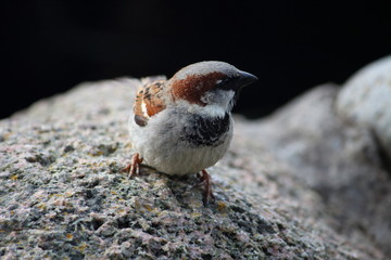 Spatz