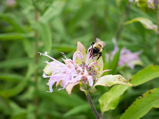 Abeille sur fleur, plante
