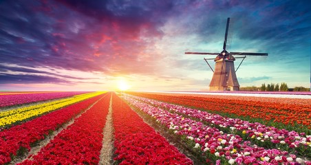 Windmill at sunrise in Netherlands. Traditional dutch windmill, green grass, fence against colorful sky with clouds. Rustic panoramic landscape in the sunny morning in Holland. Rural scene. Travel