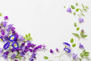 blue summer flowers on white background