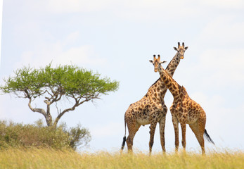 Giraffe crossing necks - Masai Mara