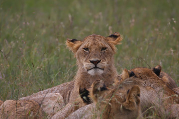 Obraz na płótnie Canvas Young male lion stare - Masai Mara