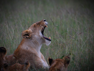 Lioness roaring - Masai Mara