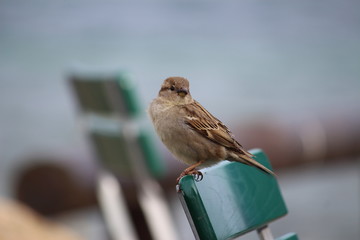 Spatz