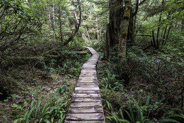 Obraz premium Dschungel