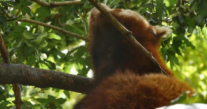 Endangered species Red panda also known as the lesser panda or red bear-cat
