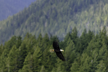 Weißkopfseeadler