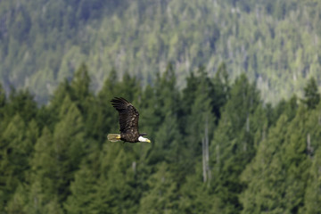 Weißkopfseeadler