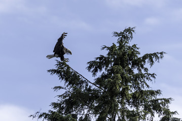 Weißkopfseeadler