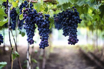 bunch of blue grapes hanging on a branch with green leaves n blurred background