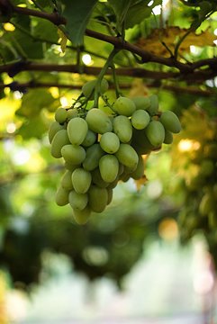 White grapes hanging from lush green vine with blurred vineyard background