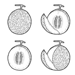 Cantaloupe Vector Illustration Hand Drawn Fruit Cartoon Art