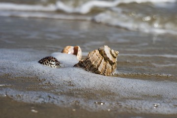 composition of sea shells on the seashore lie on the sand and are washed by surf waves