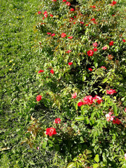 red rose garden and lawn
