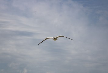 the sea gull flies through the blue sky