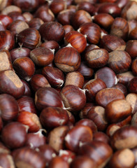 Heap of fruits of Castanea sativa collected in the wood in autumn