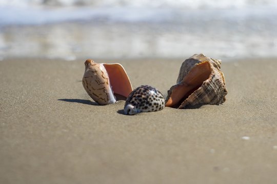 composition of sea shells on the seashore lie on the sand and are washed by surf waves