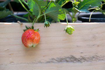 Close up strawberry planted in a wooden pot