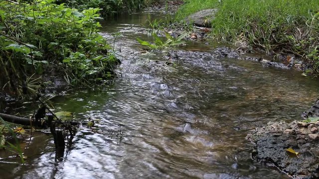 brooklet in the woods