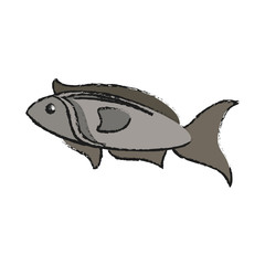 Fish seafood isolated icon vector illustration graphic design