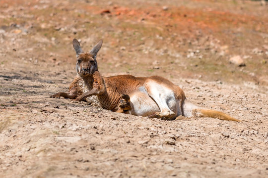 Kangaroo lying down on the ground