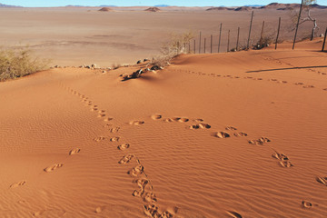 Fototapeta na wymiar Namibia desert, Veld , Namib 