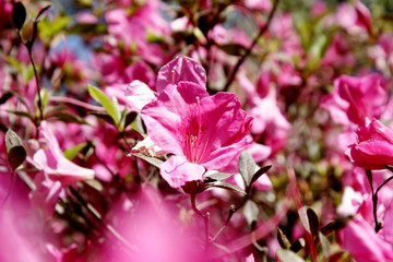 Pink Flower