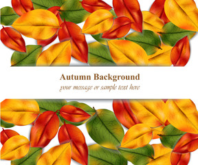 Autumn leaves on white background. Realistic Vector illustration banner or poster card
