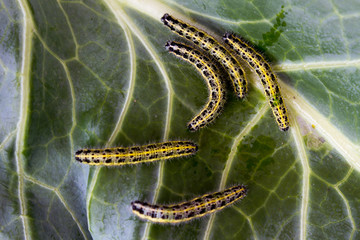 Caterpillar on green leaf cabbage
