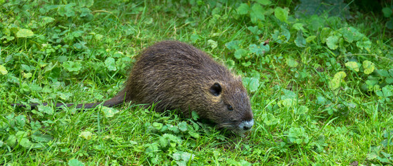 Nachwuchs Nutria
