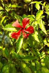 Flower of hibiskus selective focus. Pink red chinese Hibiscus, China Rose, Hawaiian Hibiscus, Shoeblackplant, Tropical Hibiscus, Chinesicher Roseneibisch, Eibisch, Hibiskus. © mishamif