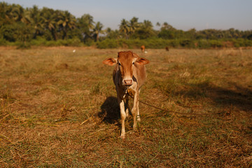 A cow in a meadow. Calf. India. In field. Livestock. On the farm. Calf grazing in a meadow.
