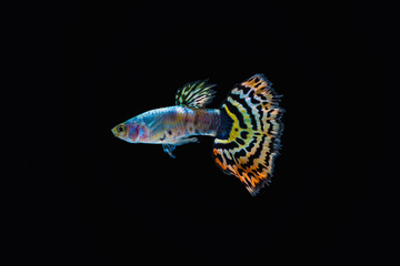 Colorful male guppy isolated on black background