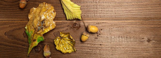 Autumn leaves and acorns over old brown wooden background with empty space, border design panoramic banner 