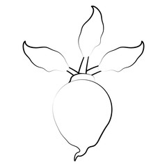 Radish fresh vegetable icon vector illustration graphic design